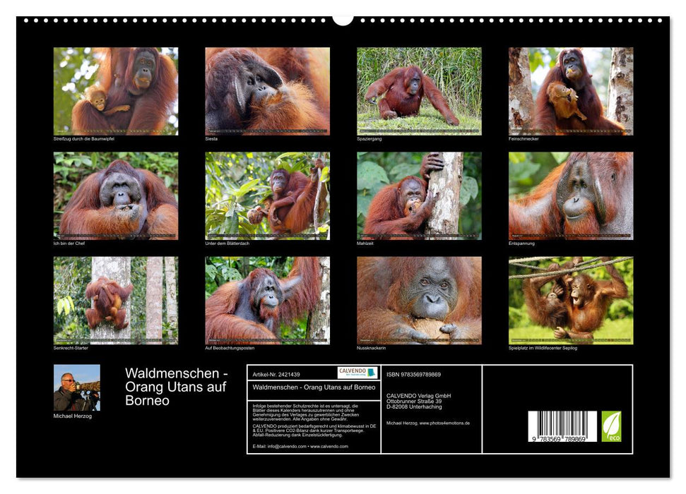 Waldmenschen - Orang Utans auf Borneo (CALVENDO Premium Wandkalender 2027)
