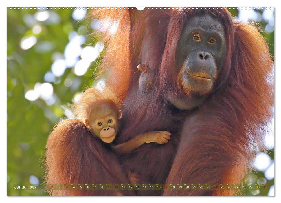 Waldmenschen - Orang Utans auf Borneo (CALVENDO Premium Wandkalender 2027)