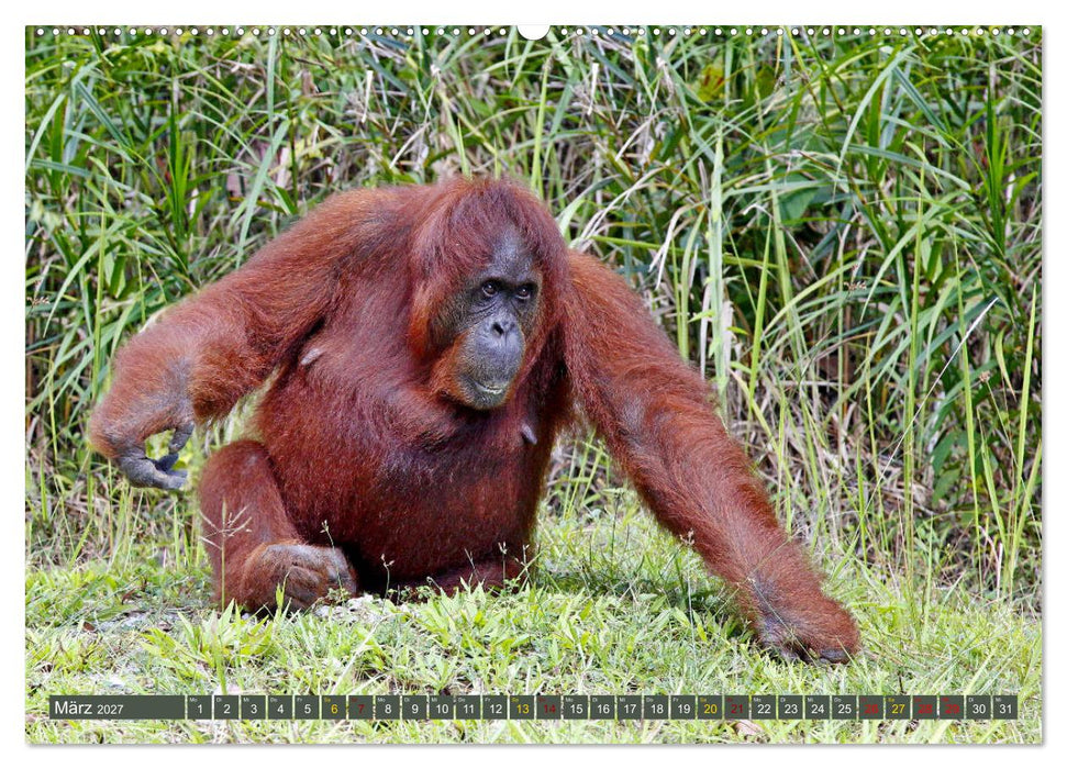 Waldmenschen - Orang Utans auf Borneo (CALVENDO Premium Wandkalender 2027)