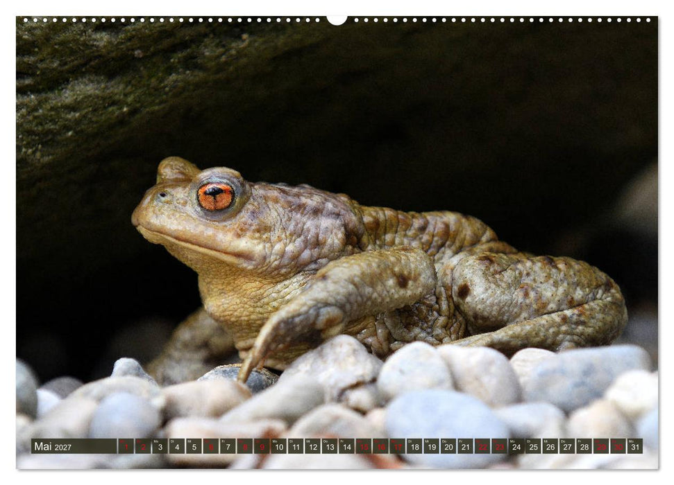 Kröten auf Wanderschaft (CALVENDO Premium Wandkalender 2027)