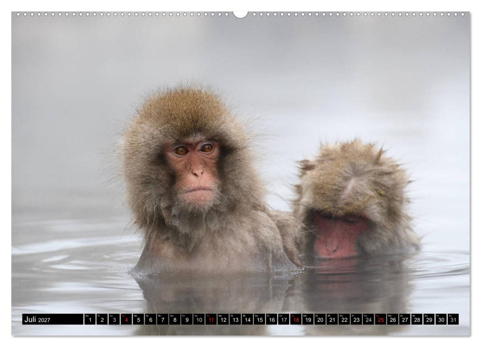 Schneeaffen im Jigokudani Nationalpark (CALVENDO Premium Wandkalender 2027)