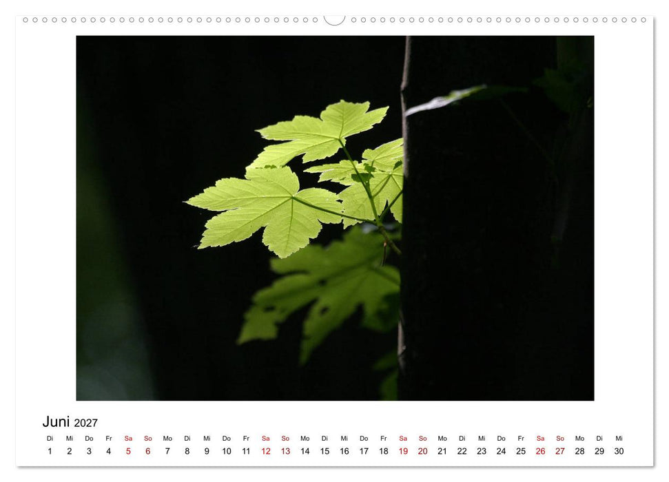 Nymphenburger Park (CALVENDO Wandkalender 2027)