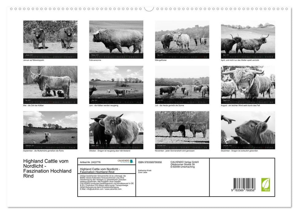 Highland Cattle vom Nordlicht - Faszination Hochland Rind (CALVENDO Premium Wandkalender 2027)