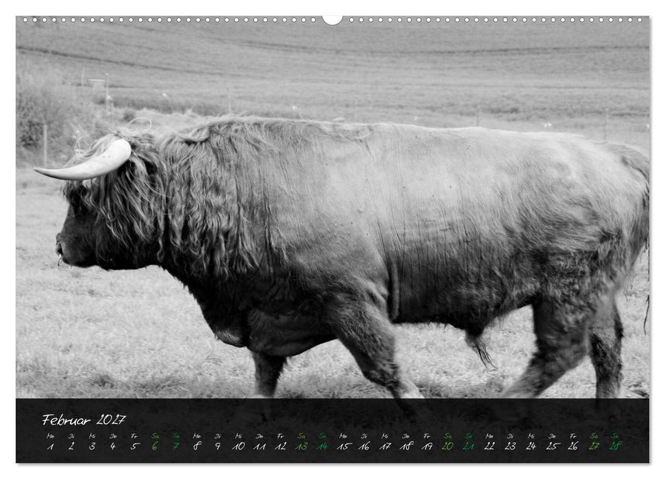 Highland Cattle vom Nordlicht - Faszination Hochland Rind (CALVENDO Premium Wandkalender 2027)