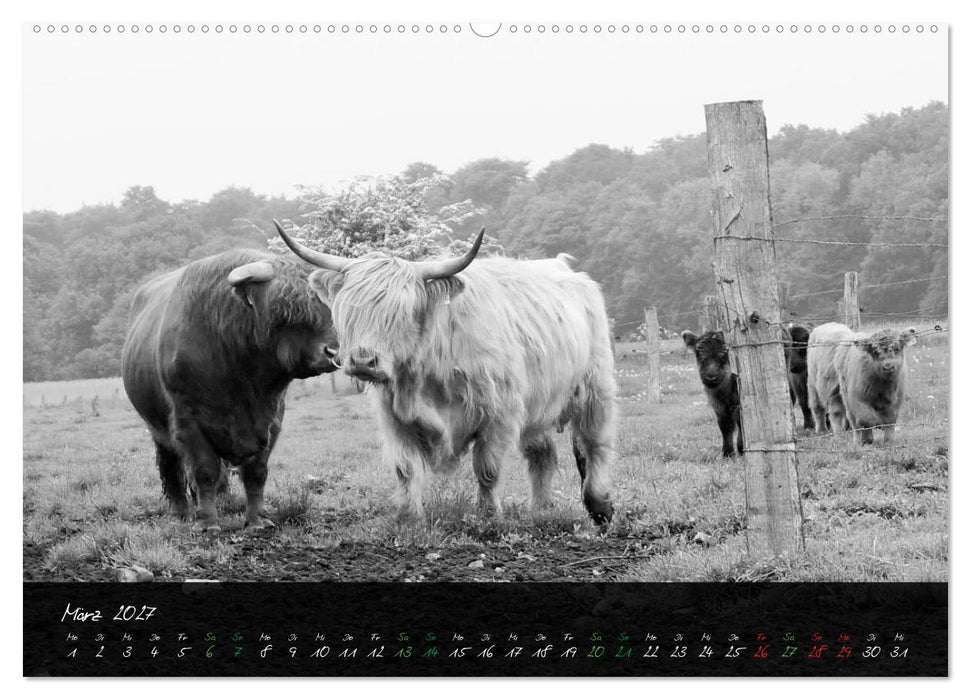 Highland Cattle vom Nordlicht - Faszination Hochland Rind (CALVENDO Premium Wandkalender 2027)