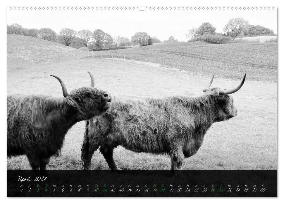 Highland Cattle vom Nordlicht - Faszination Hochland Rind (CALVENDO Premium Wandkalender 2027)