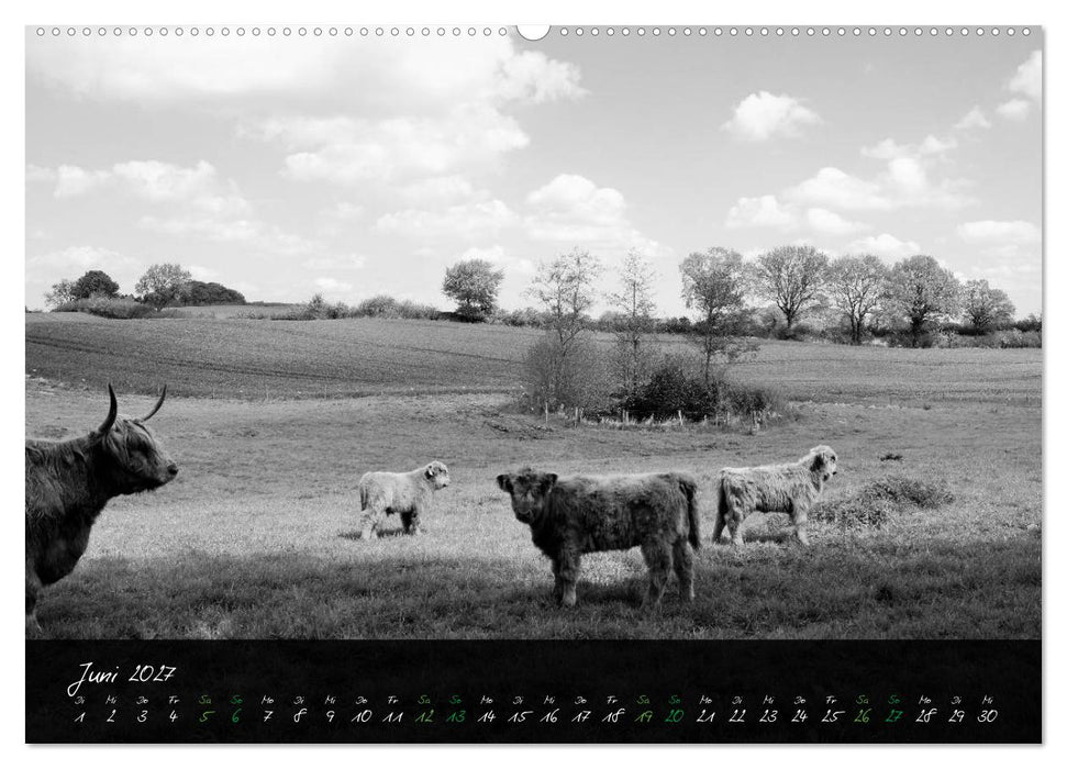 Highland Cattle vom Nordlicht - Faszination Hochland Rind (CALVENDO Premium Wandkalender 2027)