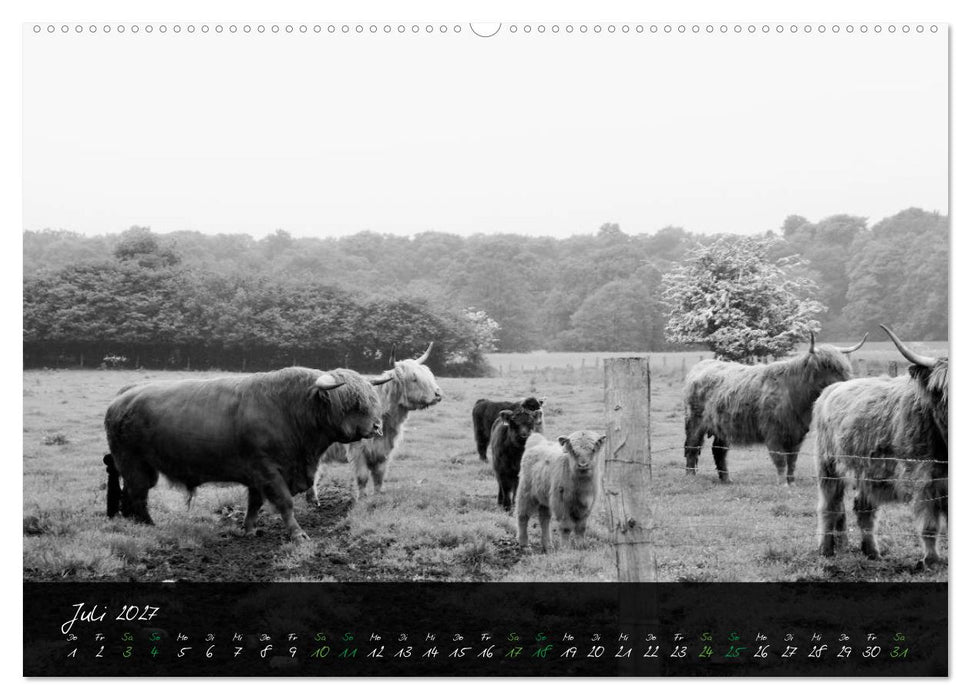 Highland Cattle vom Nordlicht - Faszination Hochland Rind (CALVENDO Premium Wandkalender 2027)