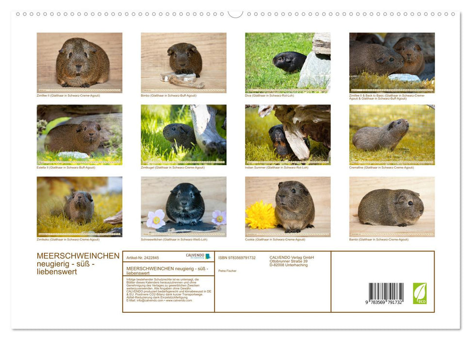 MEERSCHWEINCHEN neugierig - süß - liebenswert (CALVENDO Premium Wandkalender 2027)