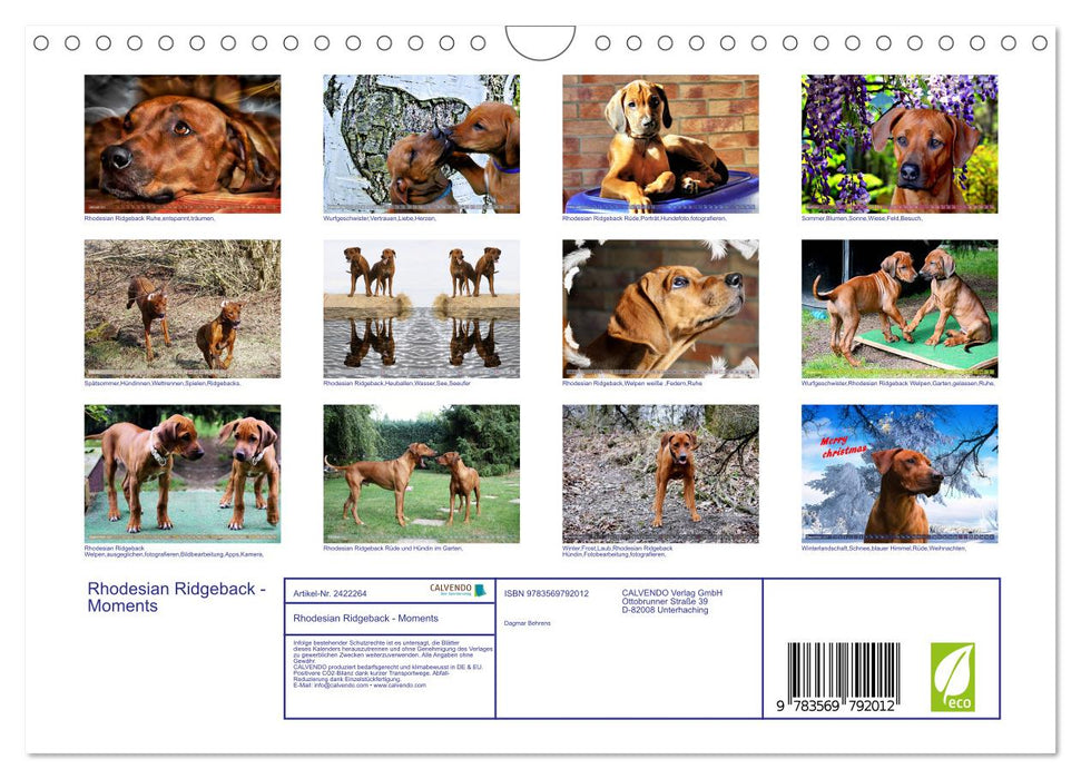 Rhodesian Ridgeback - Moments (CALVENDO Wandkalender 2027)