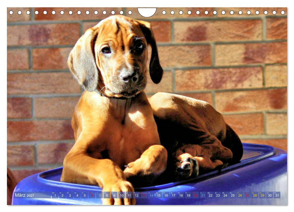 Rhodesian Ridgeback - Moments (CALVENDO Wandkalender 2027)