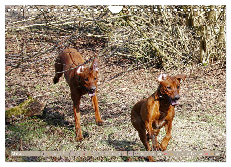 Rhodesian Ridgeback - Moments (CALVENDO Wandkalender 2027)