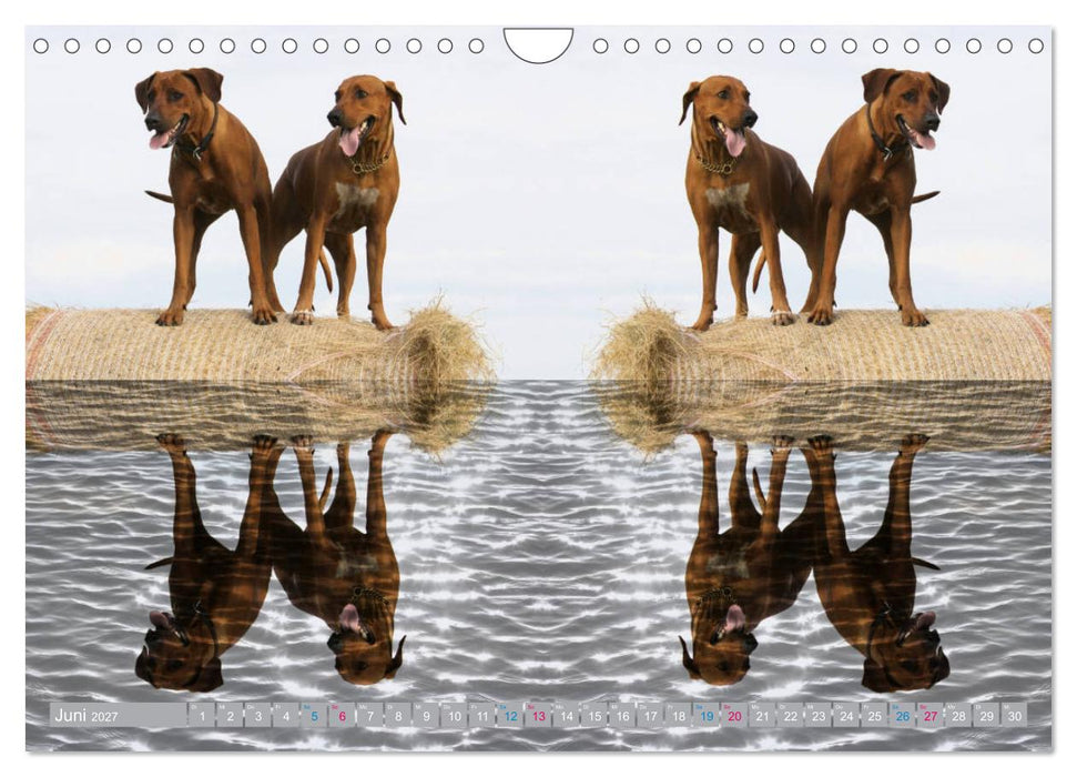Rhodesian Ridgeback - Moments (CALVENDO Wandkalender 2027)