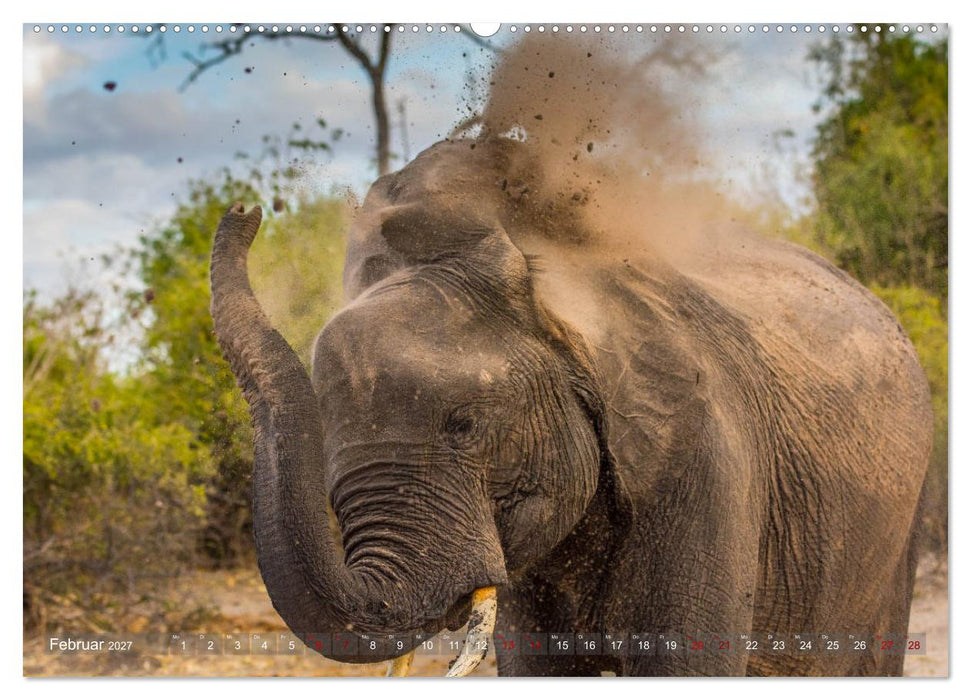Elefanten in Afrika - Die mit den großen Ohren (CALVENDO Wandkalender 2027)