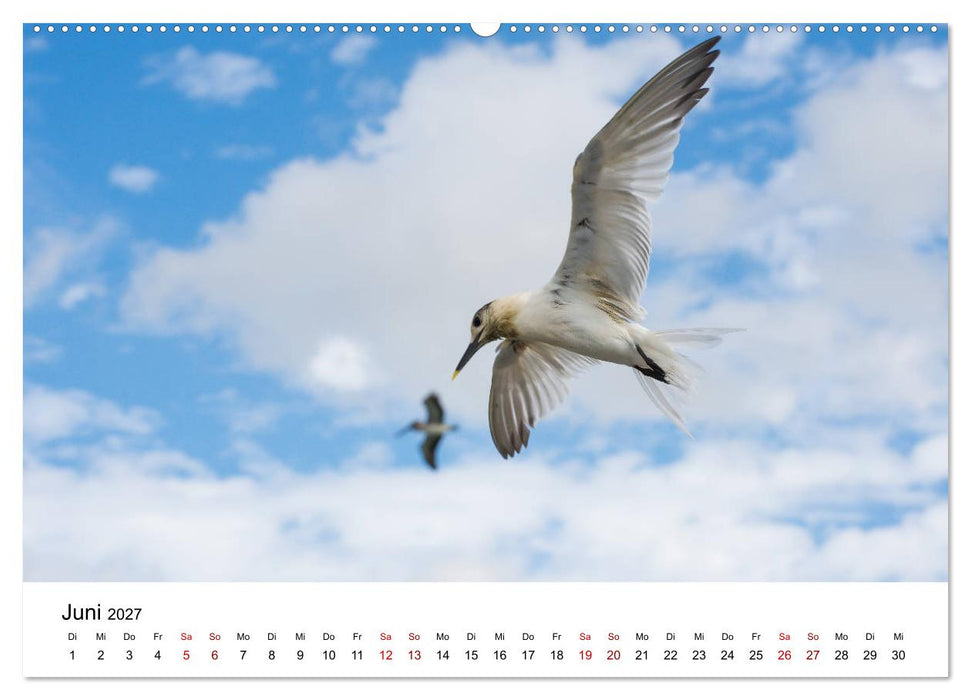 Möwen am Meer (CALVENDO Premium Wandkalender 2027)