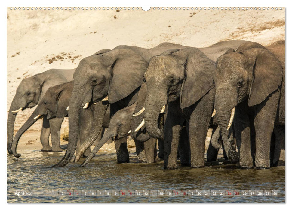 Elefanten in Afrika - Die mit den großen Ohren (CALVENDO Premium Wandkalender 2027)