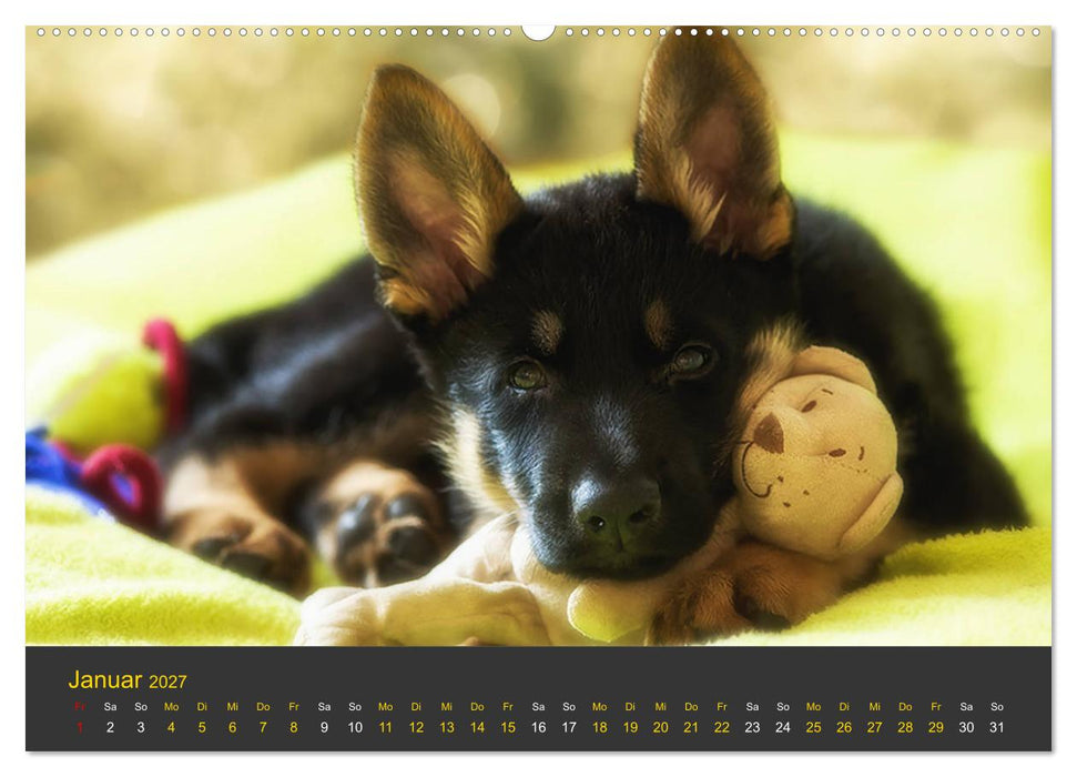 Deutscher Schäferhund-Welpe - aus der Ostdeutschen Arbeitslinie (CALVENDO Premium Wandkalender 2027)