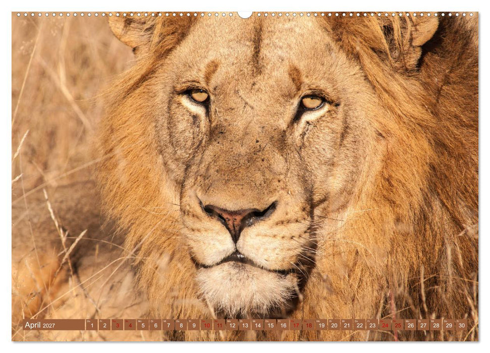 Uganda - im Herzen von Afrika (CALVENDO Wandkalender 2027)