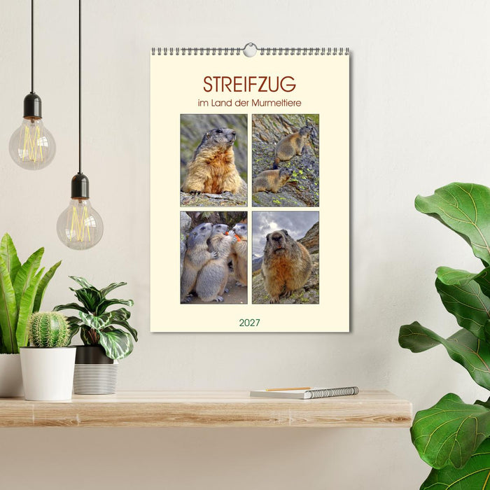 STREIFZUG im Land der Murmeltiere (CALVENDO Wandkalender 2027)