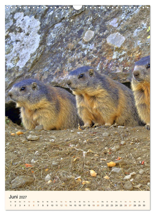 STREIFZUG im Land der Murmeltiere (CALVENDO Wandkalender 2027)