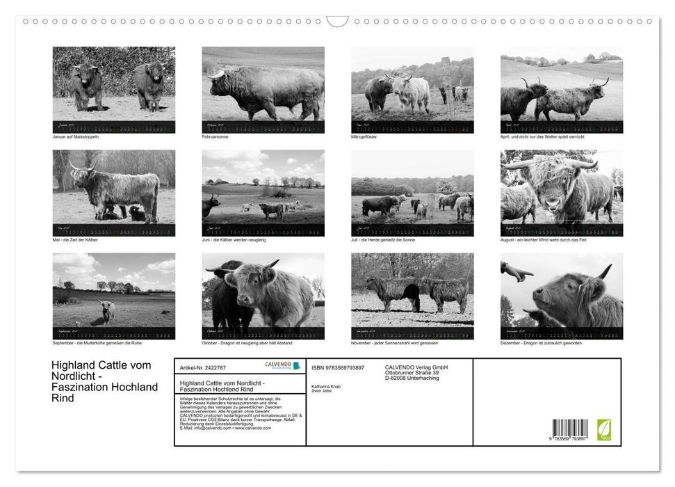 Highland Cattle vom Nordlicht - Faszination Hochland Rind (CALVENDO Wandkalender 2027)