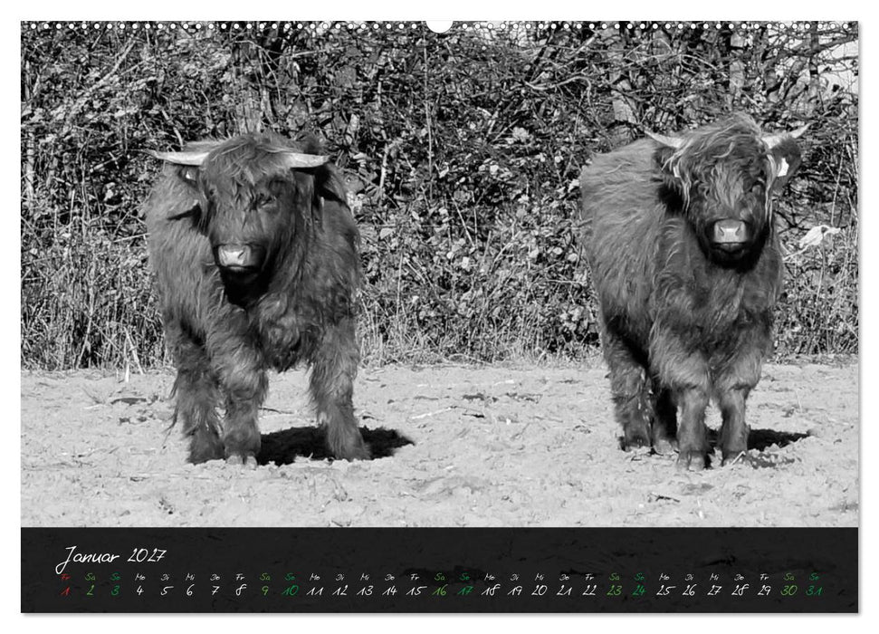 Highland Cattle vom Nordlicht - Faszination Hochland Rind (CALVENDO Wandkalender 2027)