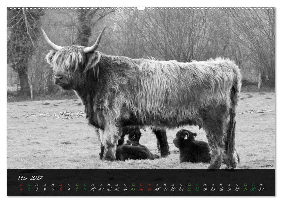 Highland Cattle vom Nordlicht - Faszination Hochland Rind (CALVENDO Wandkalender 2027)