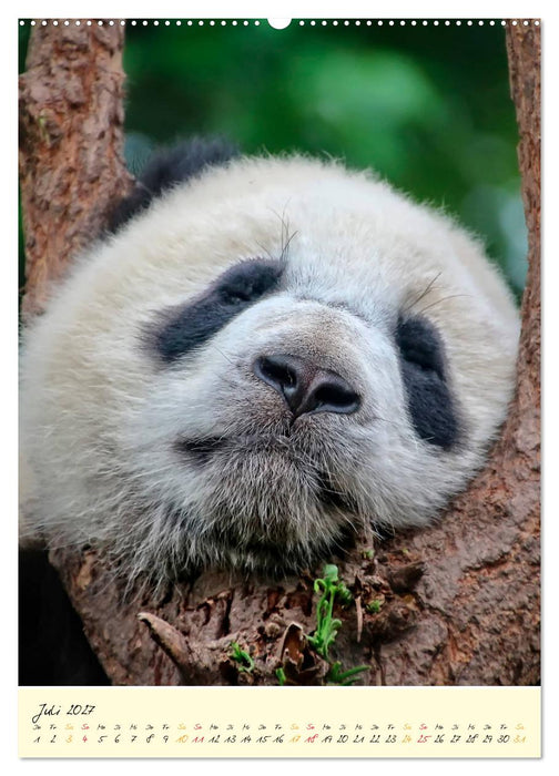 Riesenpanda (CALVENDO Premium Wandkalender 2027)