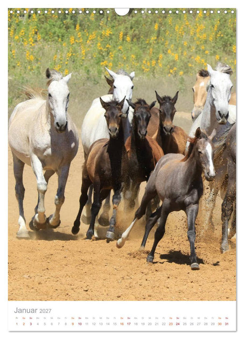 Caballos - Die schönen Pferde Spaniens (CALVENDO Wandkalender 2027)