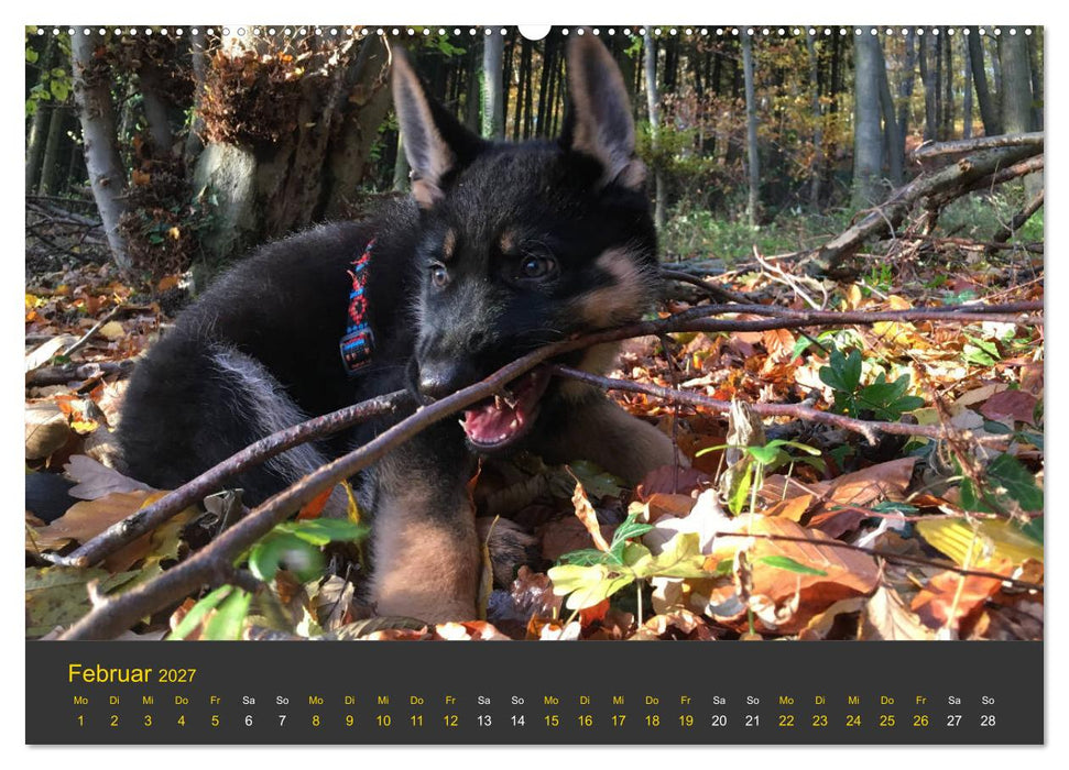 Deutscher Schäferhund-Welpe - aus der Ostdeutschen Arbeitslinie (CALVENDO Wandkalender 2027)