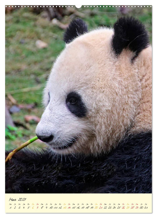 Riesenpanda (CALVENDO Wandkalender 2027)