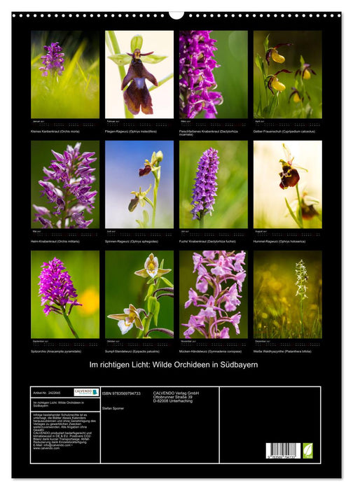 Im richtigen Licht: Wilde Orchideen in Südbayern (CALVENDO Wandkalender 2027)
