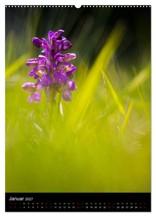 Im richtigen Licht: Wilde Orchideen in Südbayern (CALVENDO Wandkalender 2027)