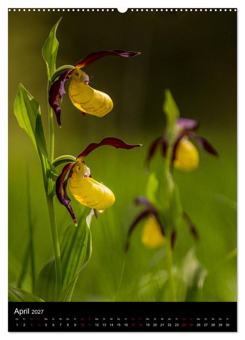 Im richtigen Licht: Wilde Orchideen in Südbayern (CALVENDO Wandkalender 2027)