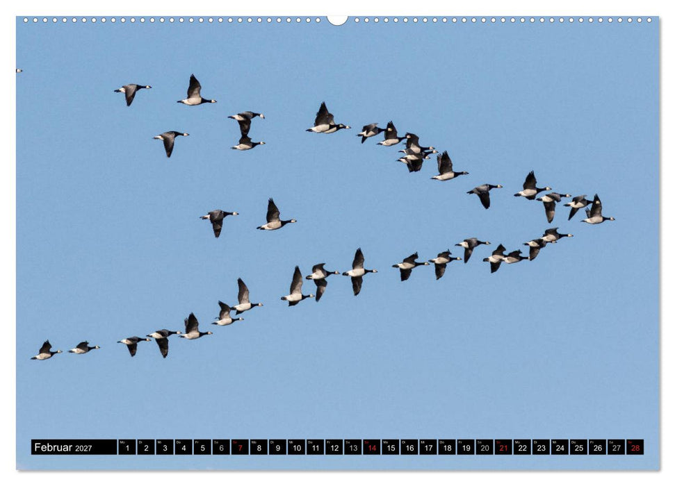 Gefiederte Schönheiten - Wildgänse in Norddeutschland (CALVENDO Wandkalender 2027)