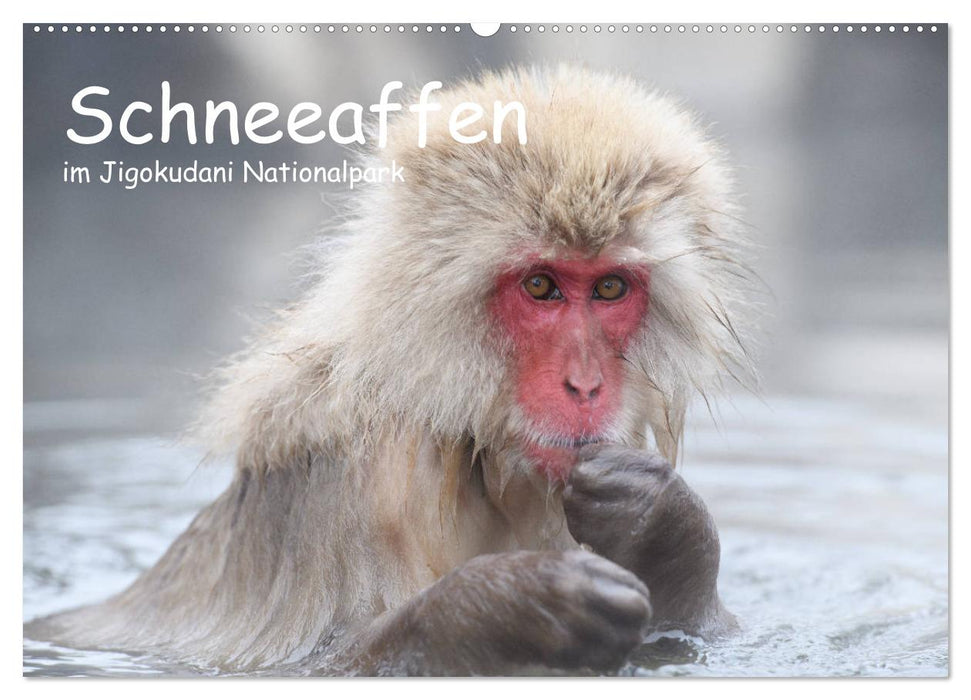 Schneeaffen im Jigokudani Nationalpark (CALVENDO Wandkalender 2027)