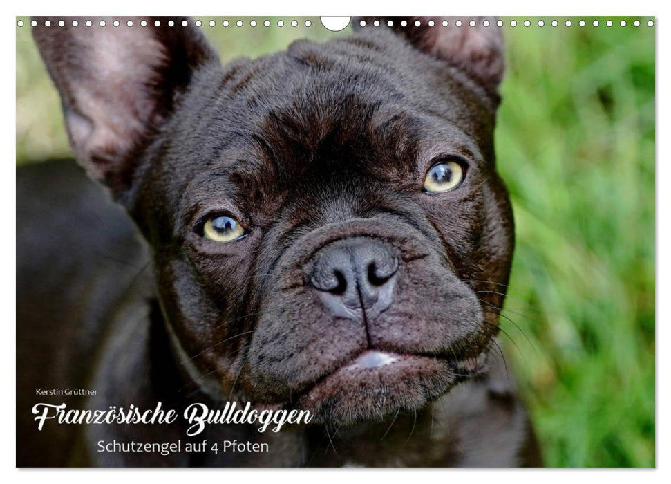 Französische Bulldoggen - Schutzengel auf 4 Pfoten (CALVENDO Wandkalender 2027)