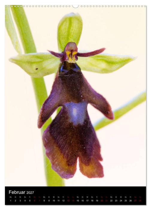 Im richtigen Licht: Wilde Orchideen in Südbayern (CALVENDO Premium Wandkalender 2027)