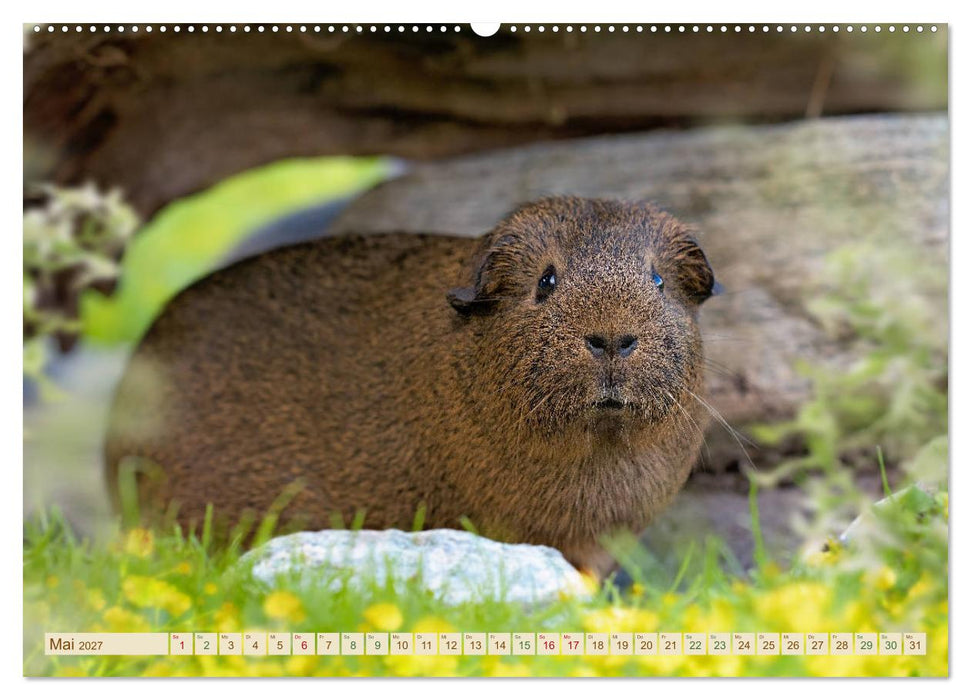 MEERSCHWEINCHEN neugierig - süß - liebenswert (CALVENDO Wandkalender 2027)