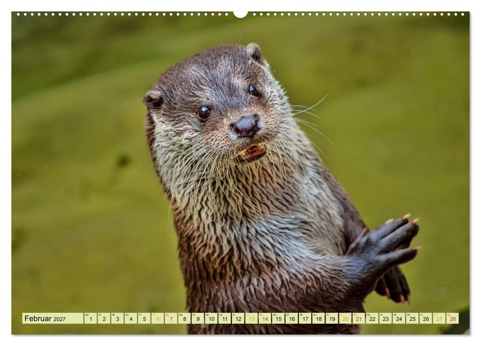 Fischotter - putzige Kerlchen und elegante Schwimmer (CALVENDO Wandkalender 2027)