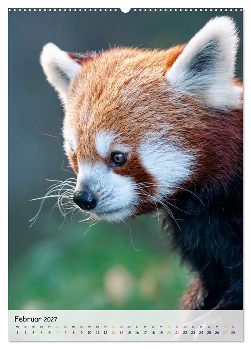 Roter Panda (CALVENDO Premium Wandkalender 2027)