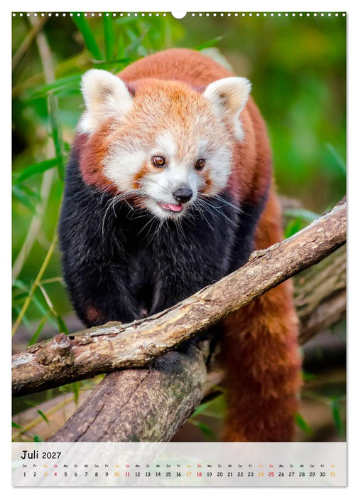 Roter Panda (CALVENDO Premium Wandkalender 2027)