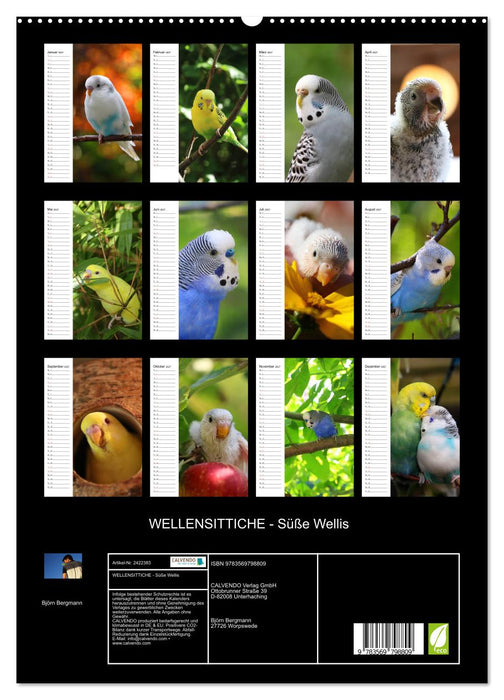 WELLENSITTICHE - Süße Wellis (CALVENDO Wandkalender 2027)