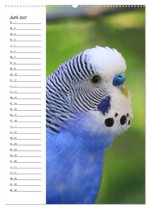WELLENSITTICHE - Süße Wellis (CALVENDO Wandkalender 2027)