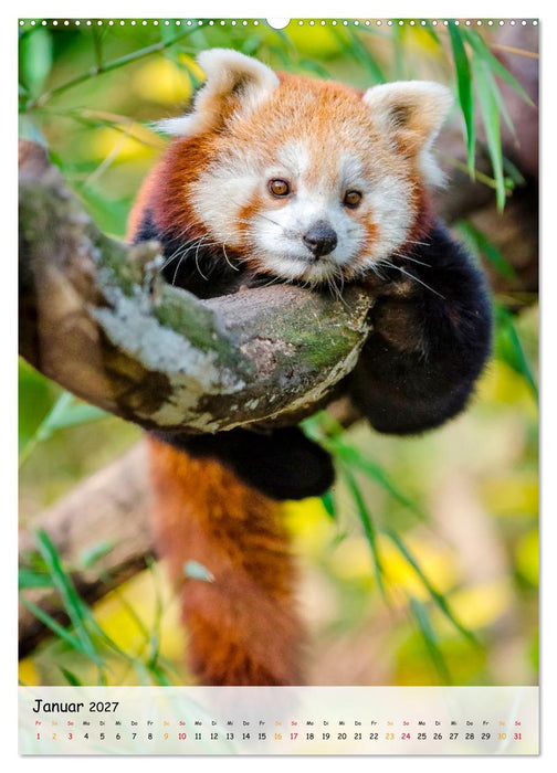 Roter Panda (CALVENDO Wandkalender 2027)