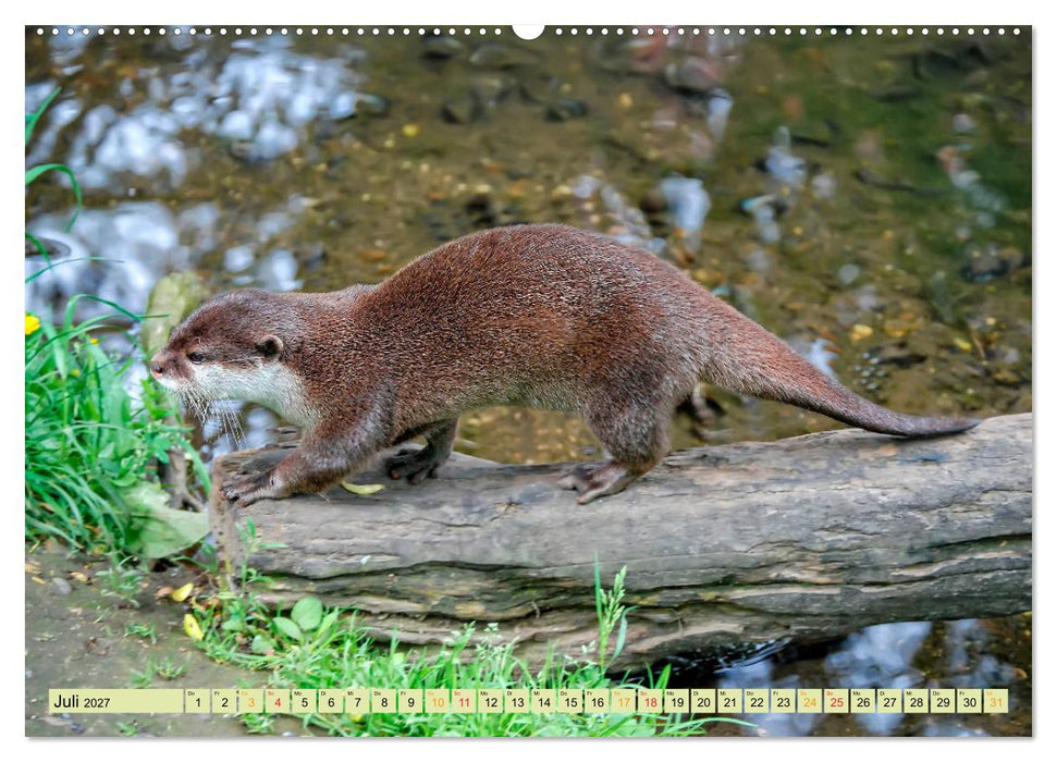 Fischotter - putzige Kerlchen und elegante Schwimmer (CALVENDO Premium Wandkalender 2027)