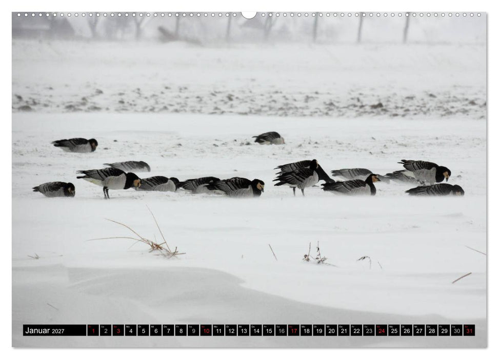 Gefiederte Schönheiten - Wildgänse in Norddeutschland (CALVENDO Premium Wandkalender 2027)