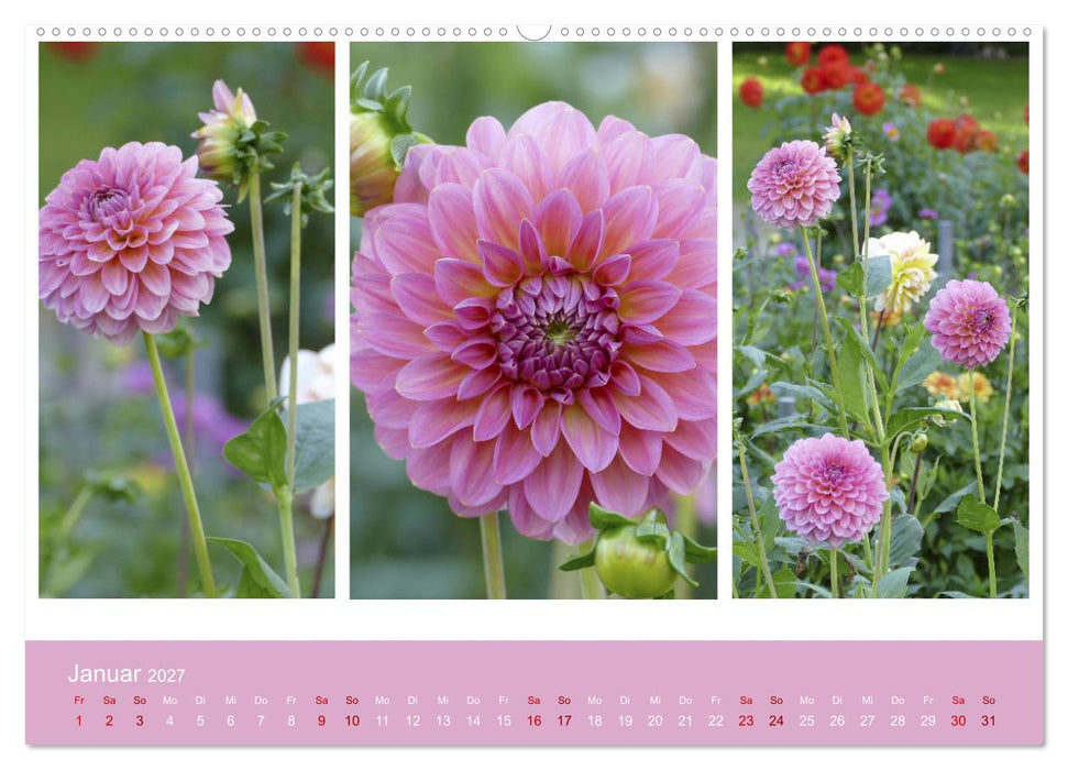 Dahlien-Triplets (CALVENDO Premium Wandkalender 2027)