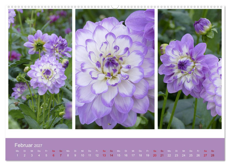 Dahlien-Triplets (CALVENDO Premium Wandkalender 2027)