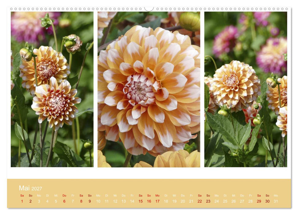 Dahlien-Triplets (CALVENDO Premium Wandkalender 2027)